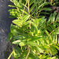 Orchid Epidendrum radicans Tropical Plant rooted divisions
