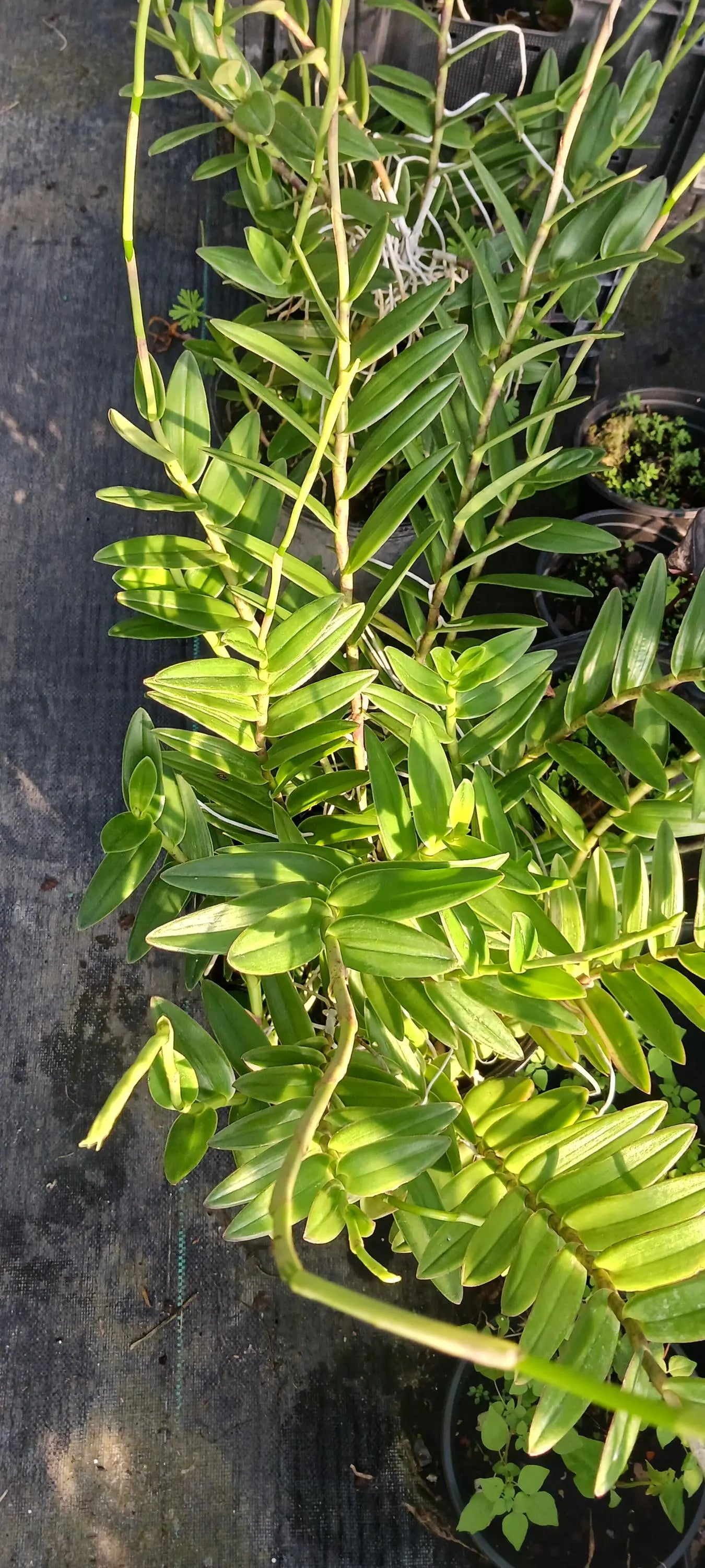 Orchid Epidendrum radicans Tropical Plant rooted divisions