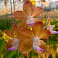Orchid Vanda Aeromatic x Mimi Palmer Fragrant