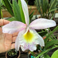 Cattleya Rlc Donna Kimura x B nodosa in 4 inch pot Bulk Wholesale Pack
