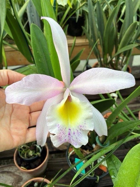 Cattleya Rlc Donna Kimura x B nodosa in 4 inch pot Bulk Wholesale Pack