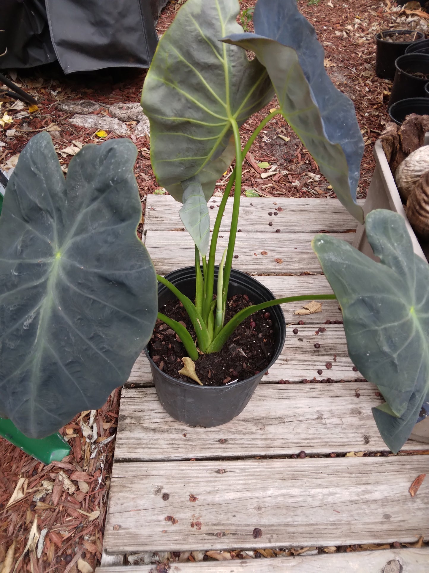 Colocasia escuenta Black Beauty Elephant Ear