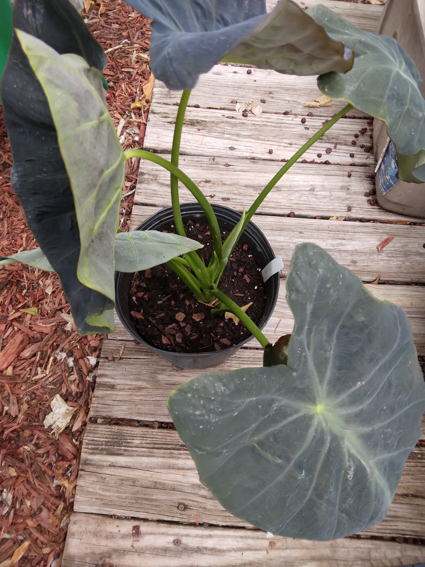 Colocasia escuenta Black Beauty Elephant Ear