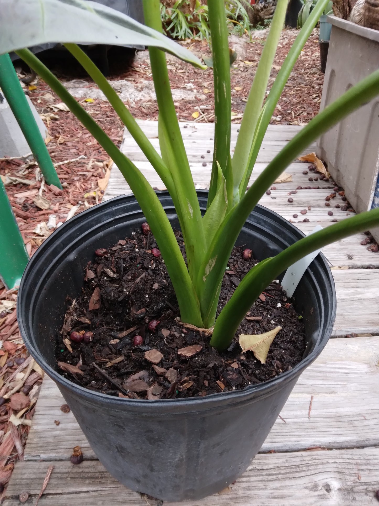 Colocasia escuenta Black Beauty Elephant Ear