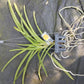 Vanda Conference Gold Hanging Plants