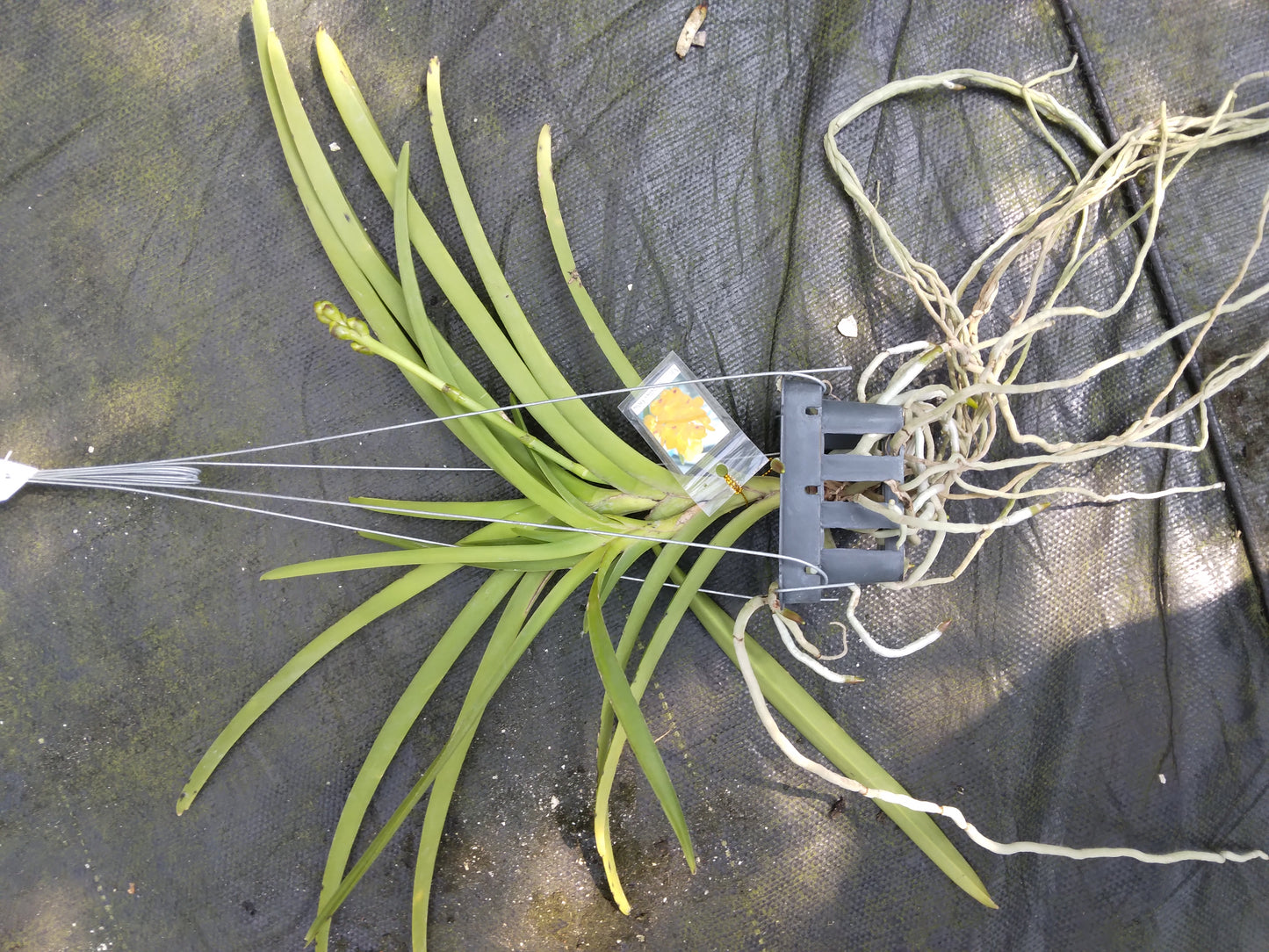 Vanda Conference Gold Hanging Plants