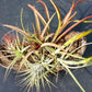Bromeliad Tillandsia Mounted plants five on coconut husk