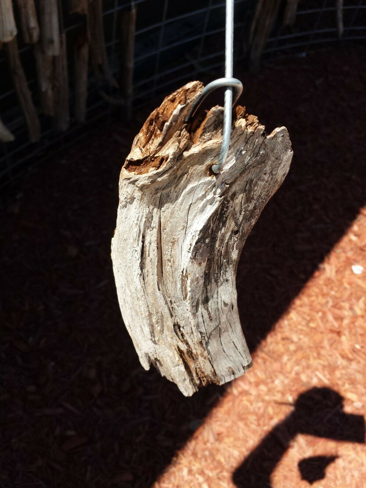 Drift wood mounting on hanging wire 6 inch for orchid epiphyte