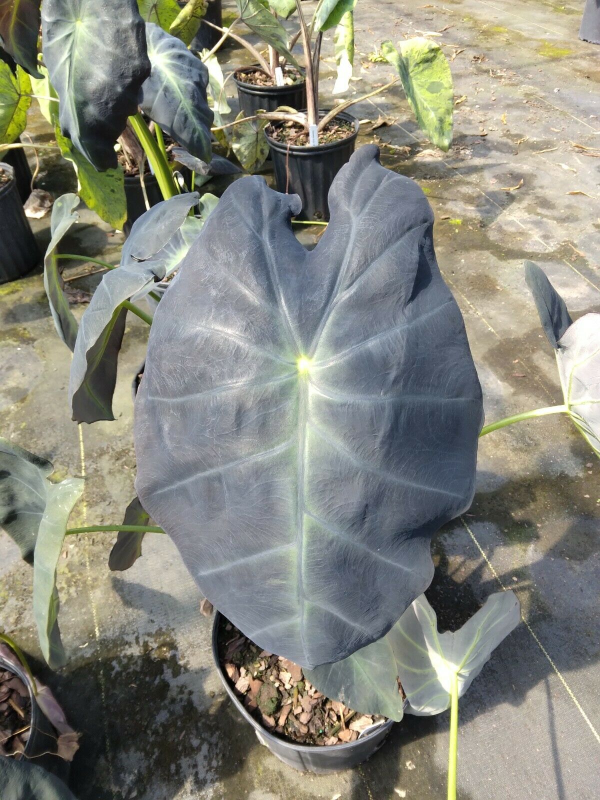 Colocasia escuenta Black Beauty Elephant Ear