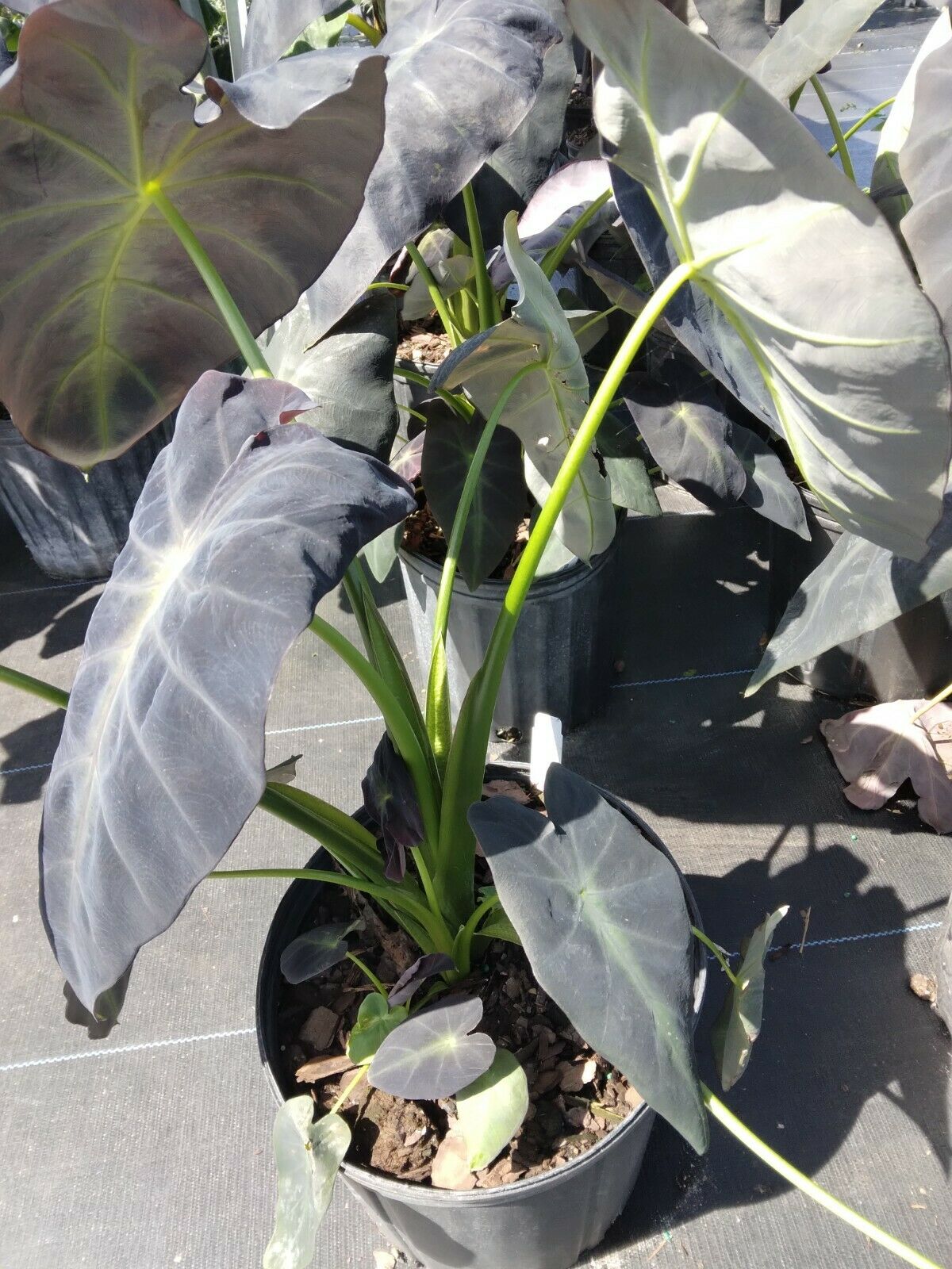 Colocasia escuenta Black Beauty Elephant Ear