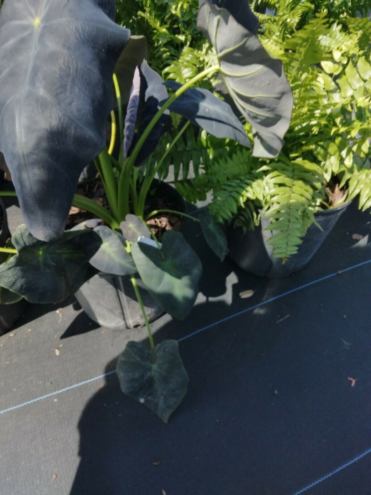 Colocasia escuenta Black Beauty Elephant Ear