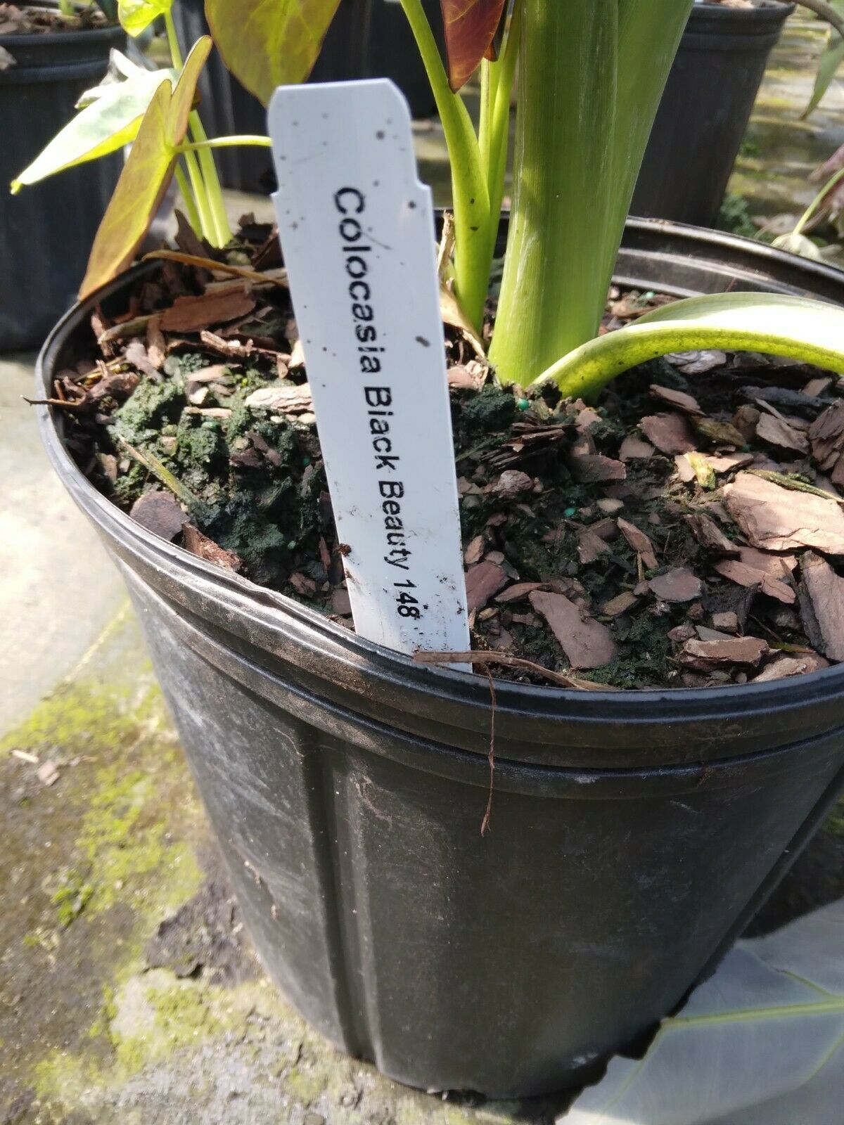 Colocasia escuenta Black Beauty Elephant Ear