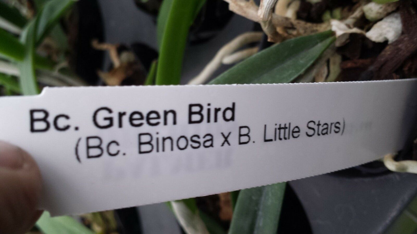 Cattleya Brassavola Green Bird Binosa x Little Stars Trop. Terrarium