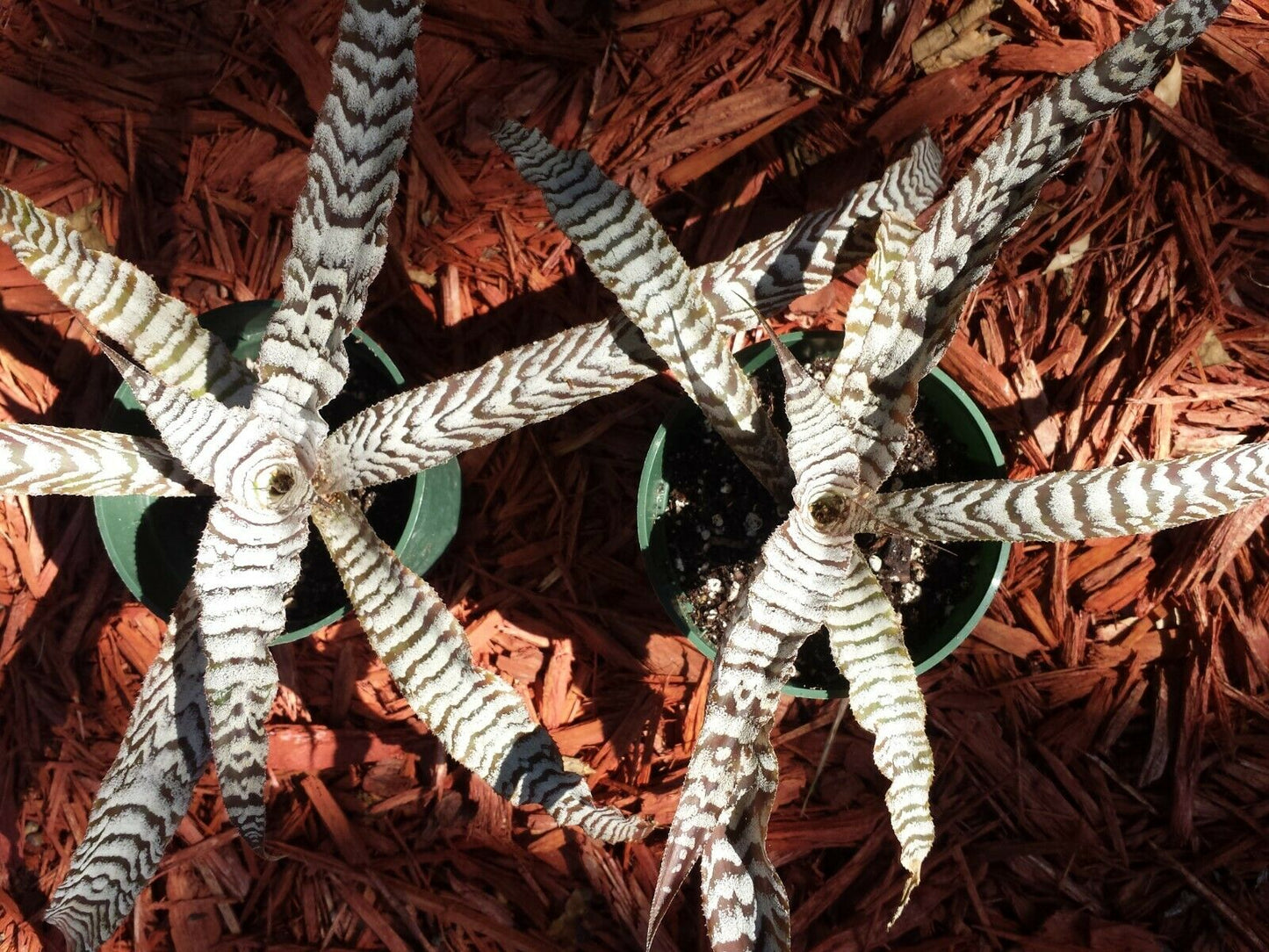 Bromeliad Cryptanthus Abolute Zero