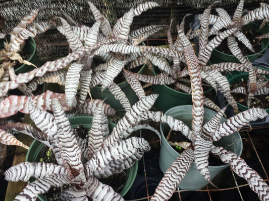 Bromeliad Cryptanthus Absolute Zero Bulk Wholesale Packs
