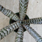 Bromeliad Cryptanthus Abolute Zero