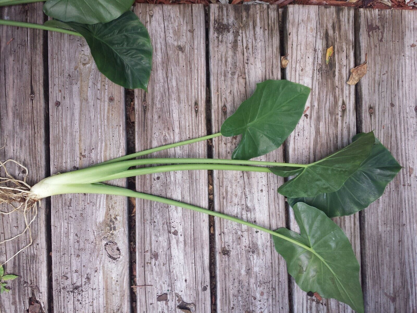 Alocasia Calidora Elephant Ear