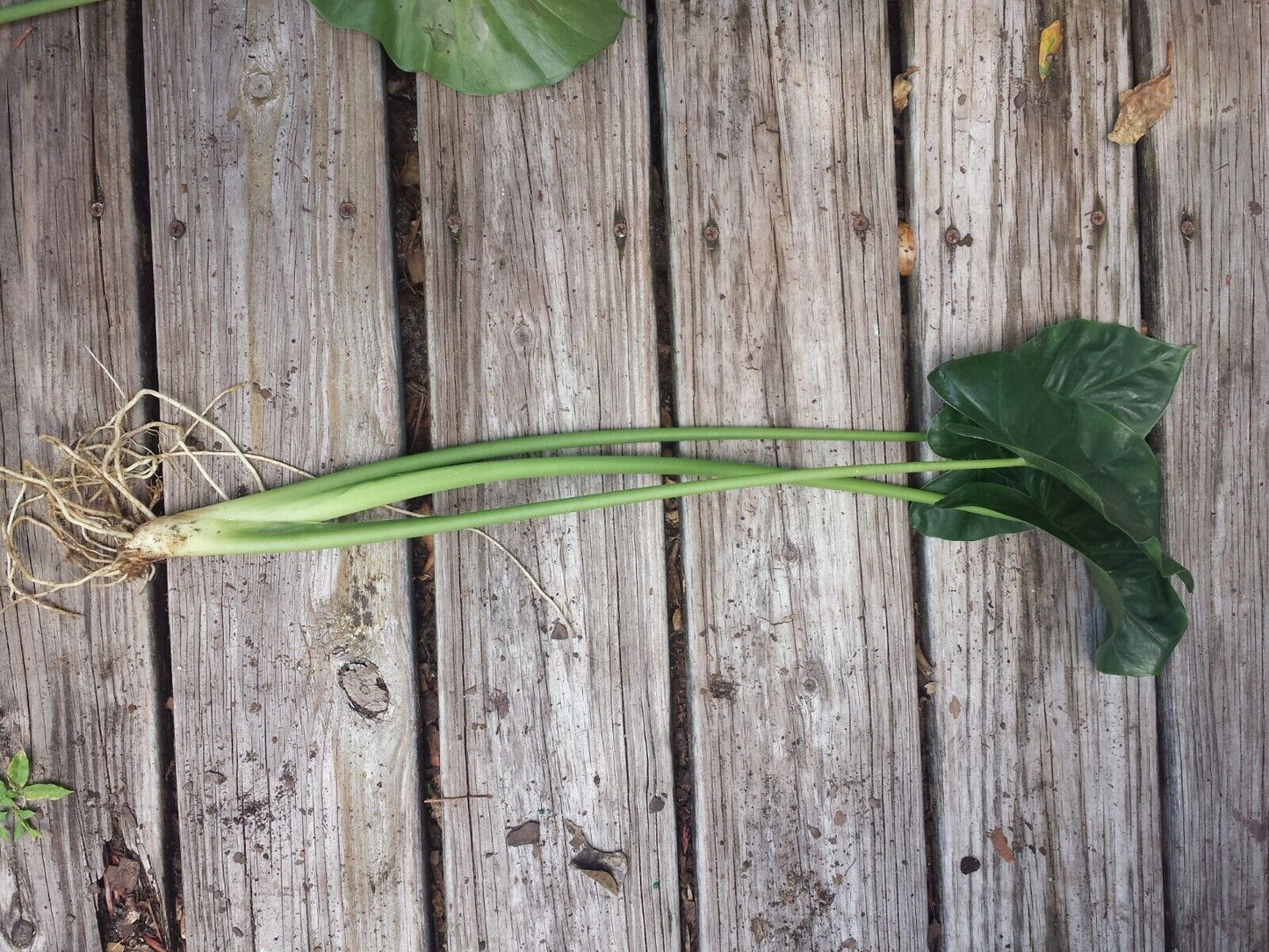 Alocasia Calidora Elephant Ear