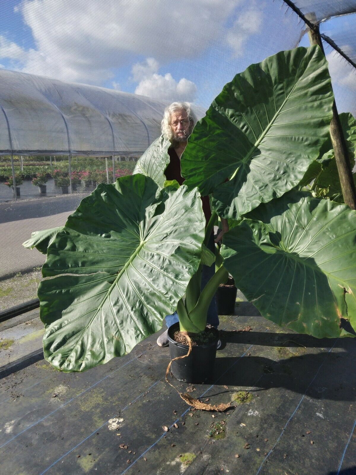 Alocasia Calidora Elephant Ear