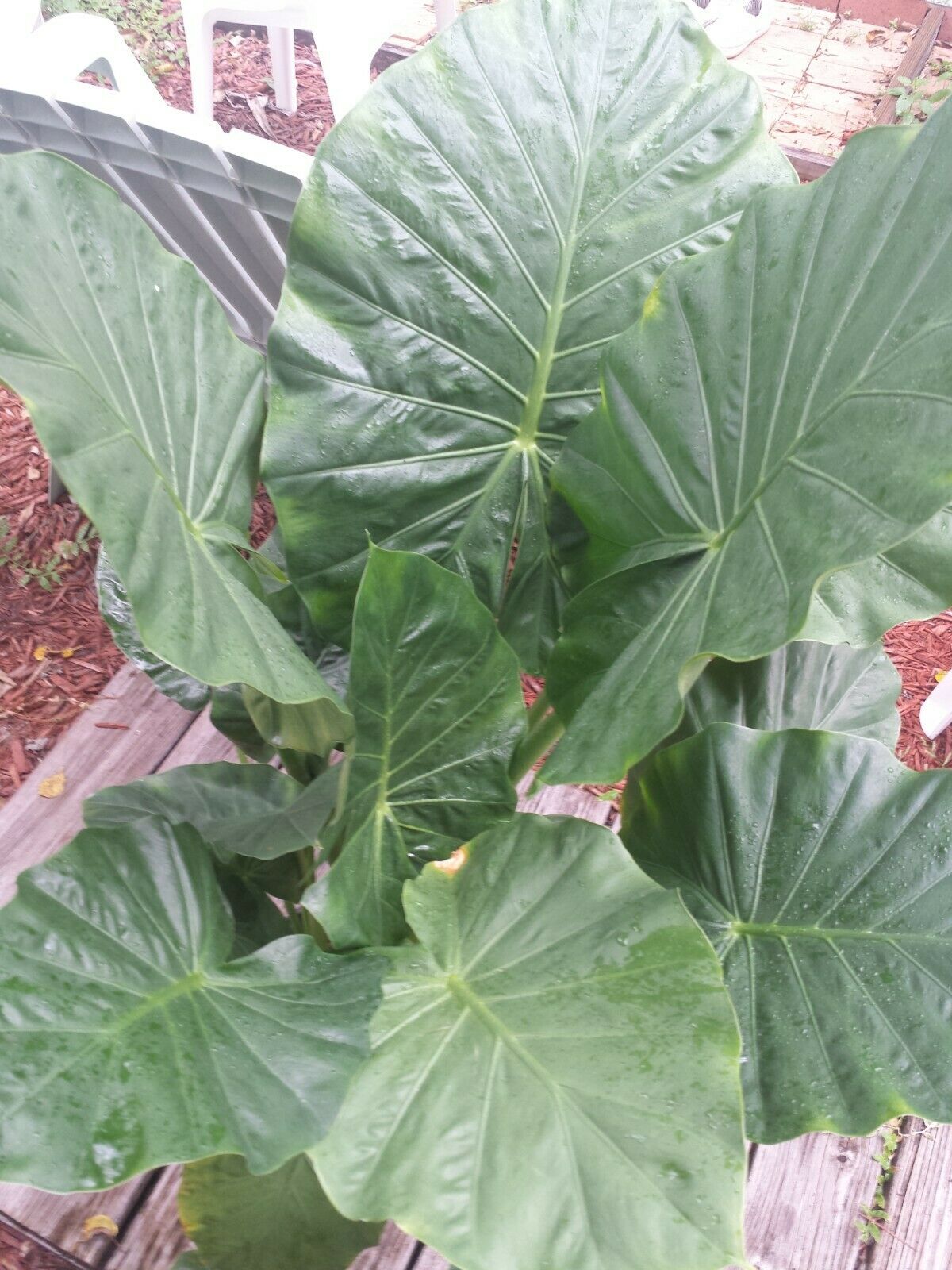 Alocasia Calidora Elephant Ear