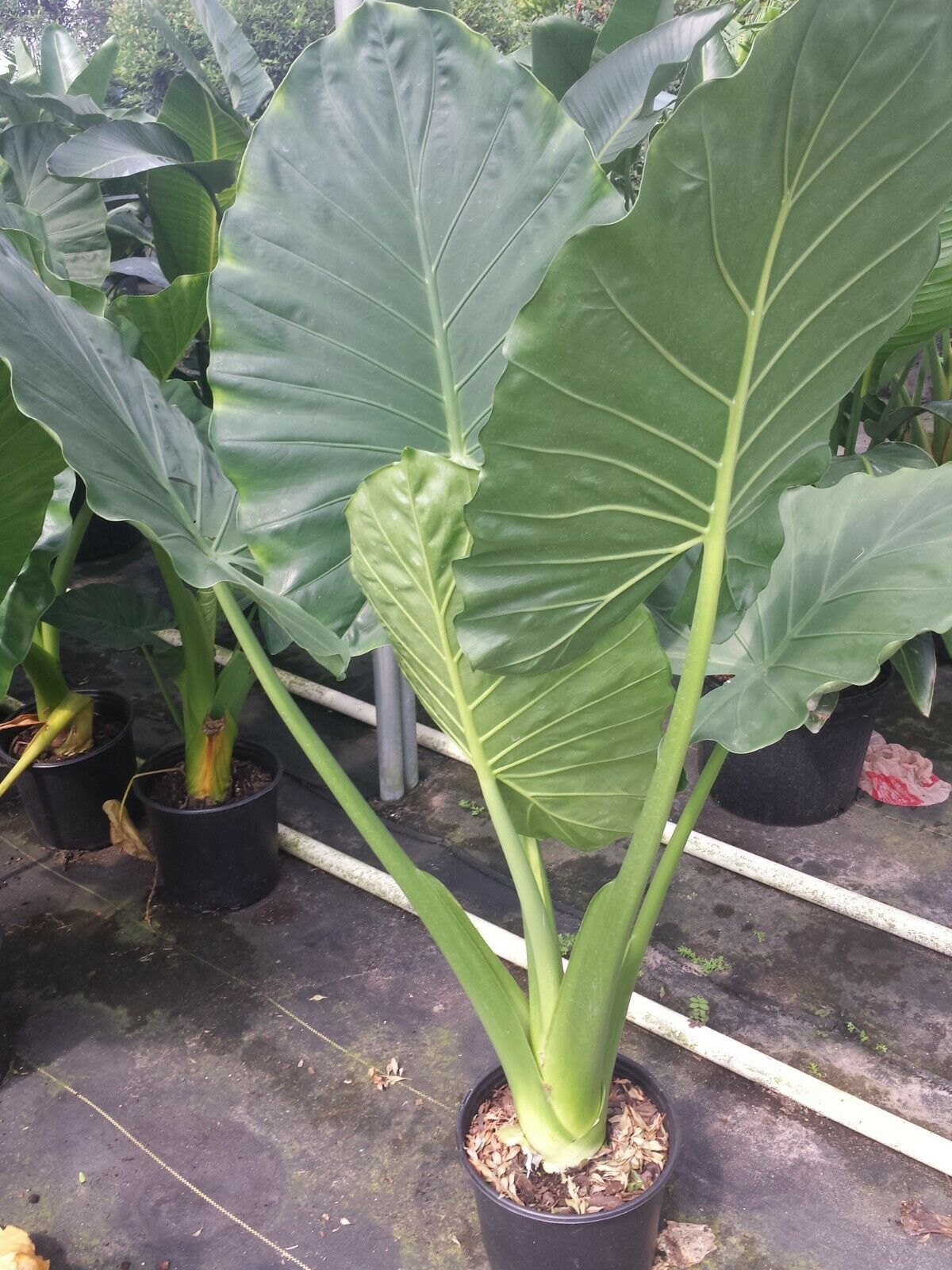 Alocasia Calidora Elephant Ear