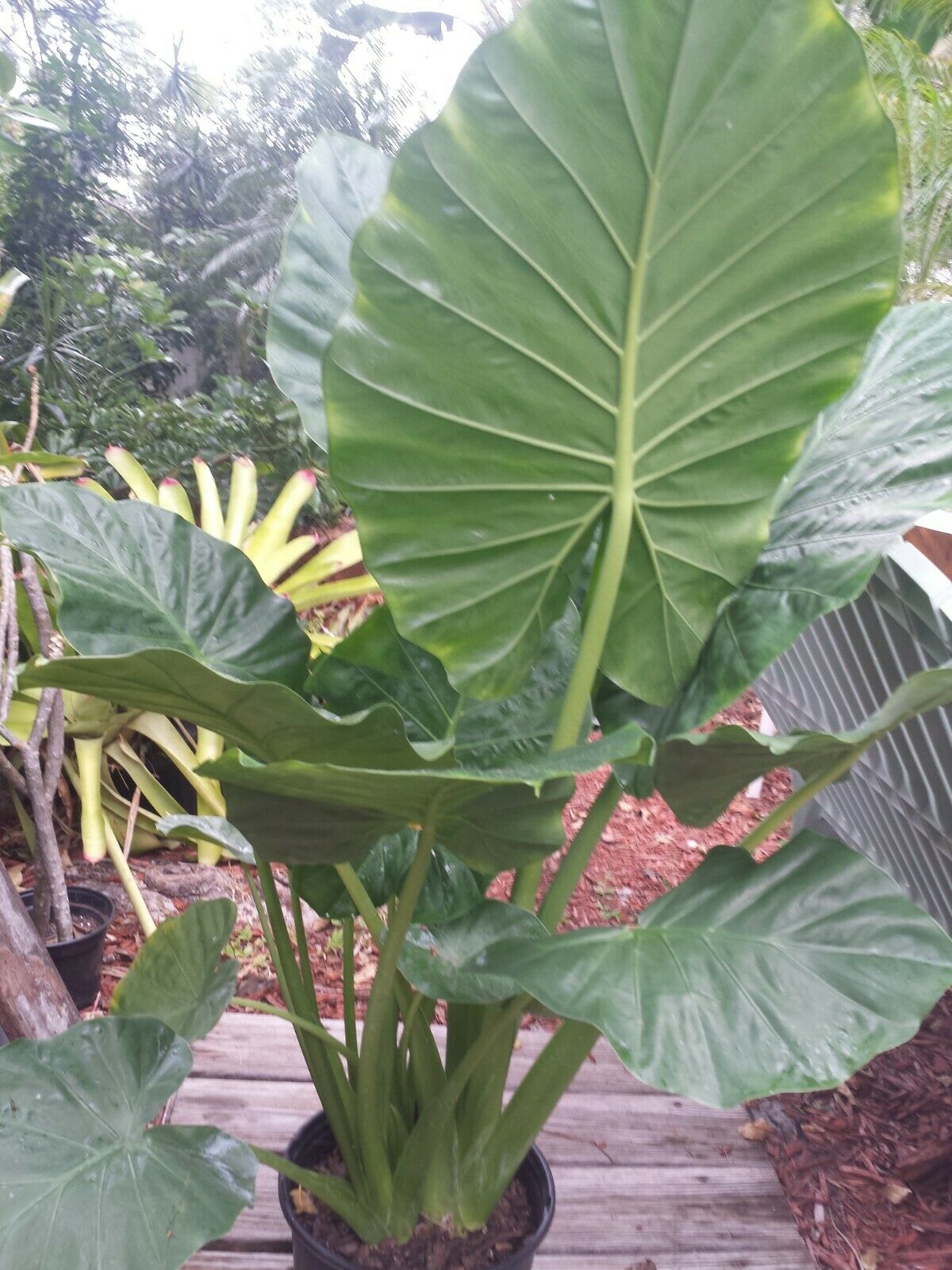 Alocasia Calidora Elephant Ear