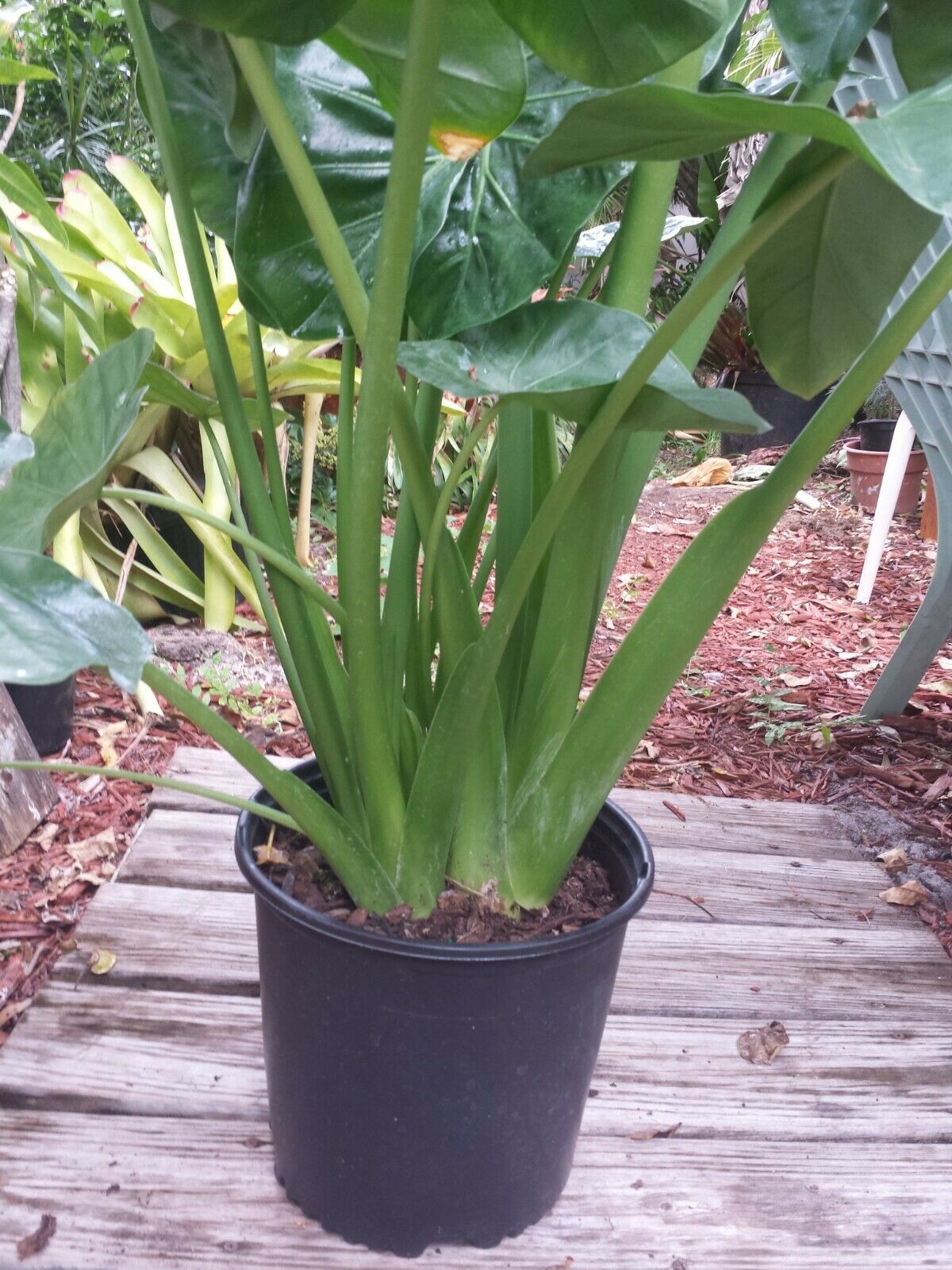 Alocasia Calidora Elephant Ear