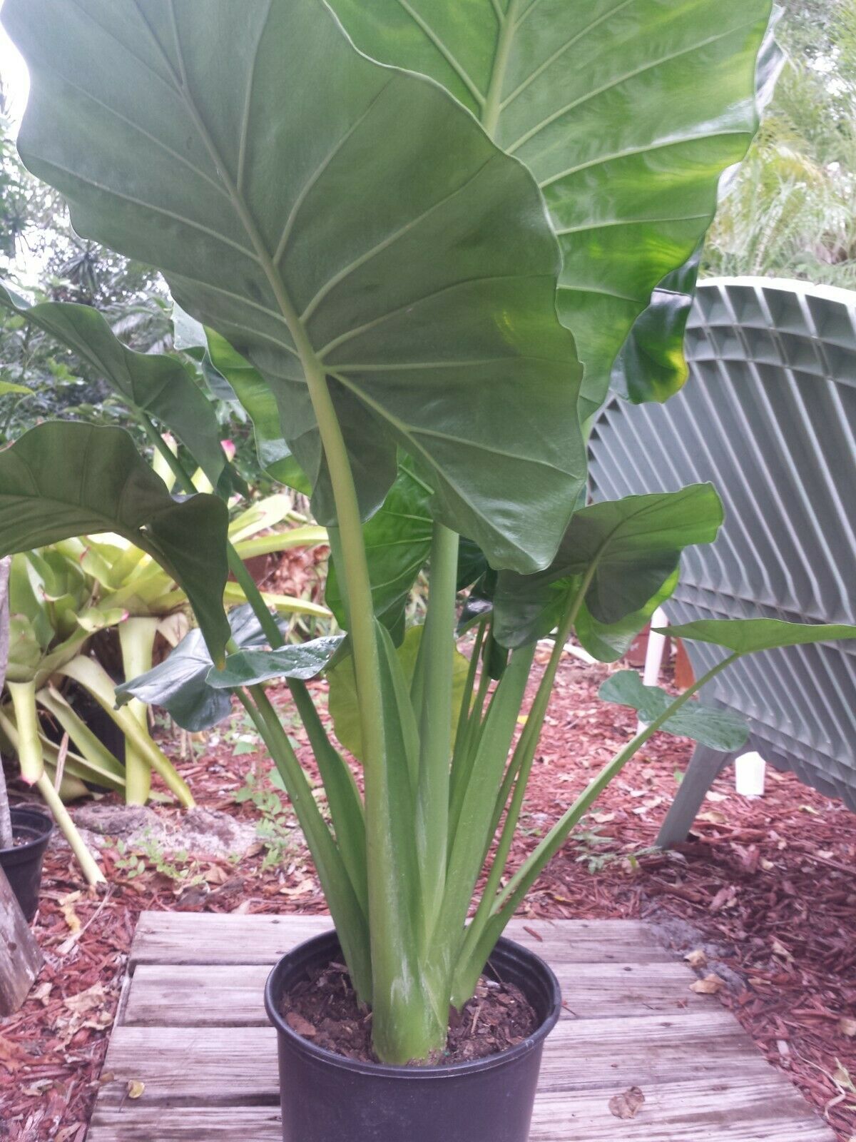 Alocasia Calidora Elephant Ear