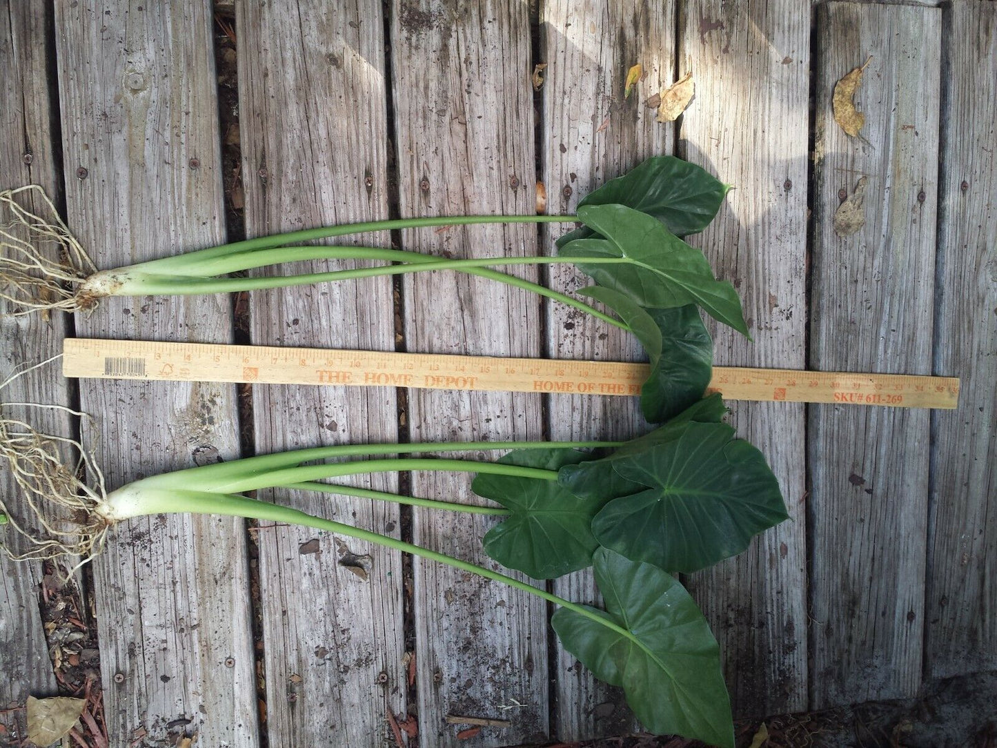 Alocasia Calidora Elephant Ear