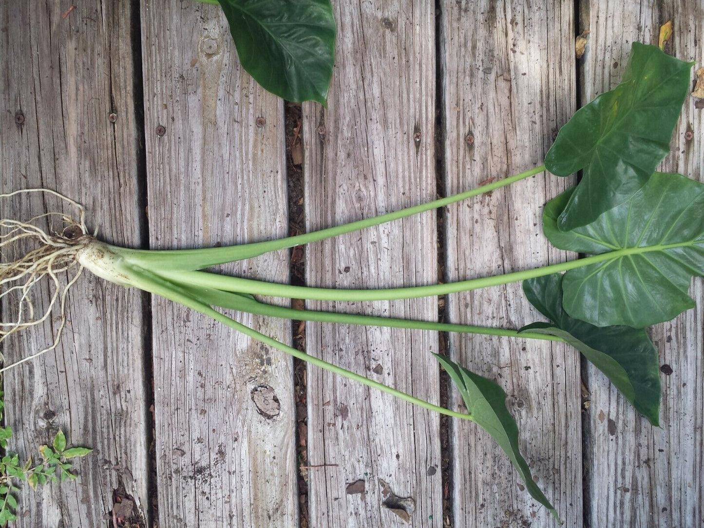 Alocasia Calidora Elephant Ear