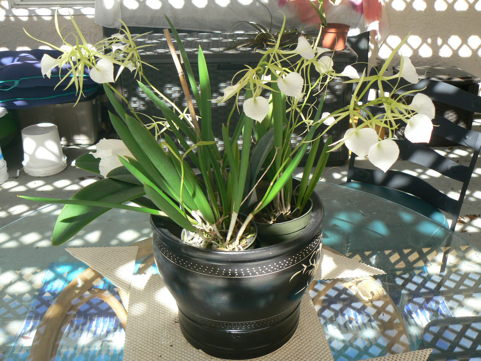 Orchid Fragrant Cattleya Brassavola nodosa Little Stars various sizes –  MadHappenings