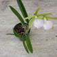 Orchid Fragrant Cattleya Brassavola nodosa Little Stars x Lulu T
