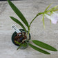 Orchid Fragrant Cattleya Brassavola nodosa Little Stars x Lulu T