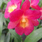 Orchid Cattleya Cttn Why Not Plant Potted or Mounted