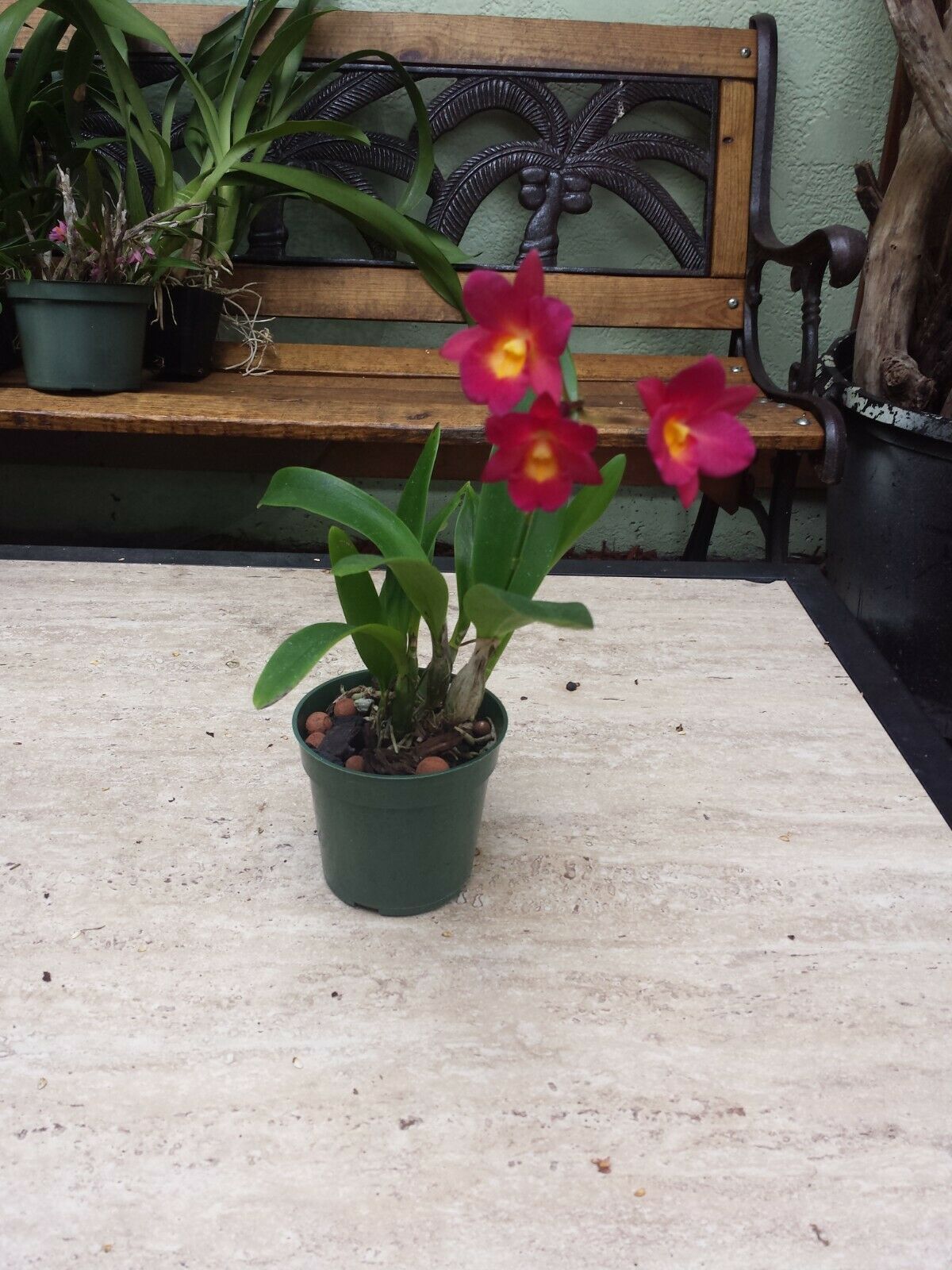 Mini Cattleya Orchid Not Bloomed cheapest Bloom Size 4 Plants 4” Pots Well Established