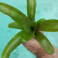 Mini Bromeliad Neoregelia Chiquita Linda Fireball terrarium vivarium dart frog