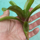 Mini Bromeliad Neoregelia Chiquita Linda Fireball terrarium vivarium dart frog