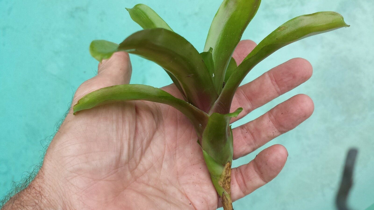 Mini Bromeliad Neoregelia Chiquita Linda Fireball terrarium vivarium dart frog