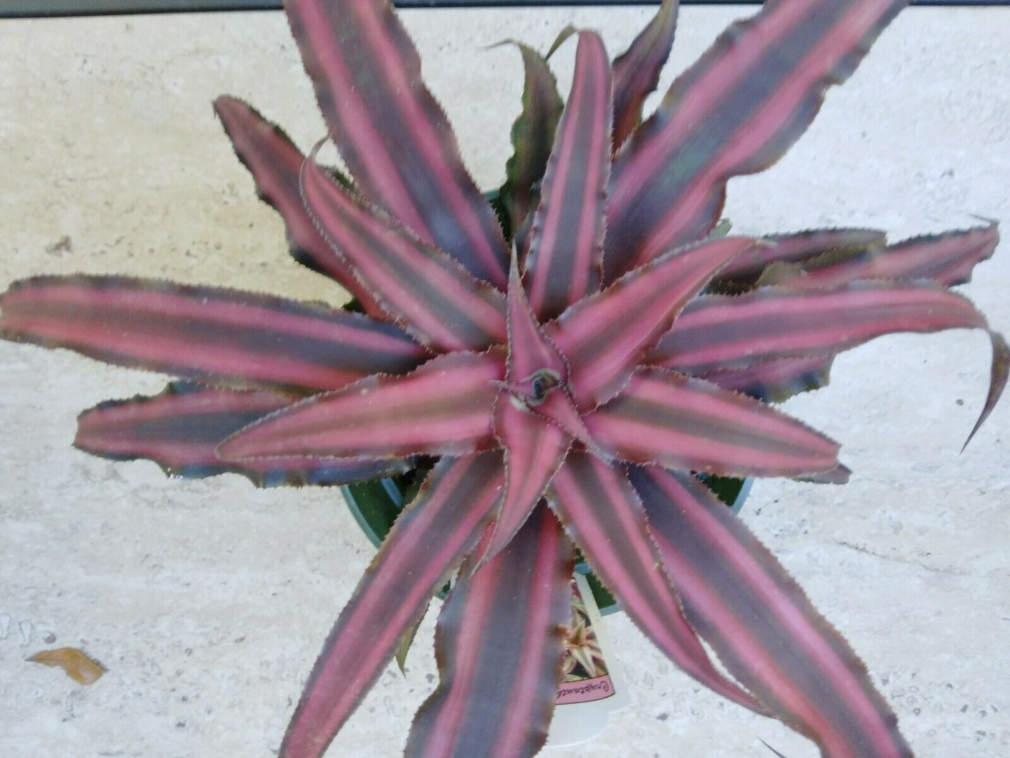 Bromeliad Cryptanthus Ruby Exotic Tropical Plant