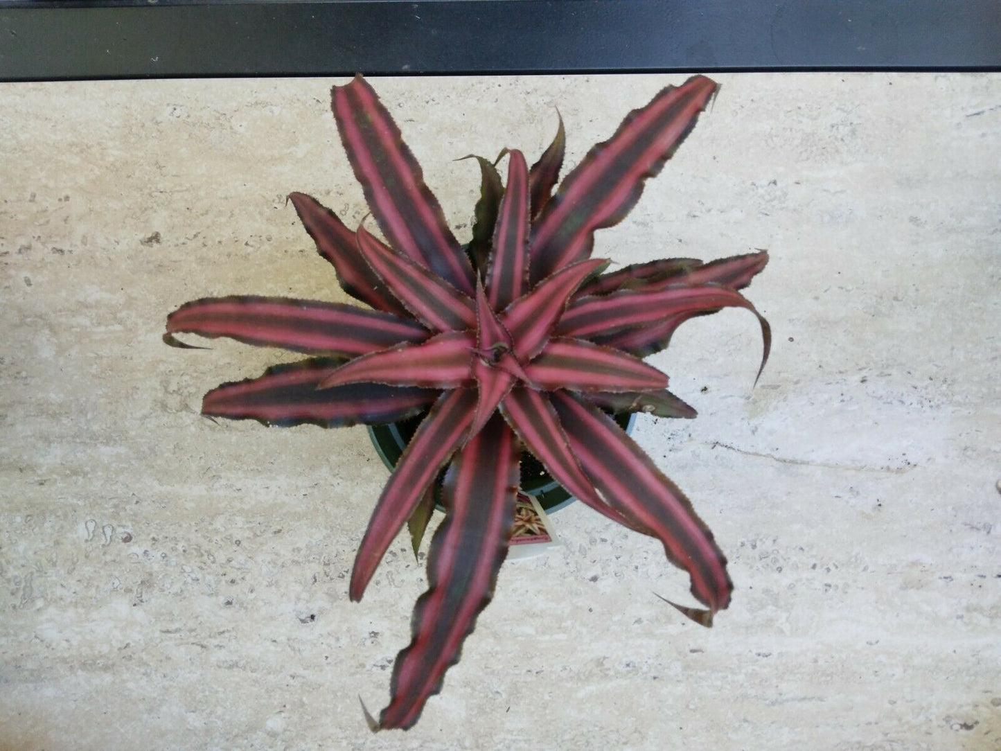 Bromeliad Cryptanthus Ruby Exotic Tropical Plant