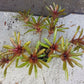 Mini Bromeliad Neoregelia Fireball terrarium vivarium dart frog