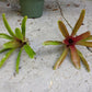 Mini Bromeliad Neoregelia Fireball terrarium vivarium dart frog