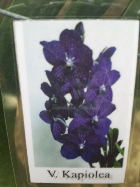 Vanda Kapiolea Deep Purple