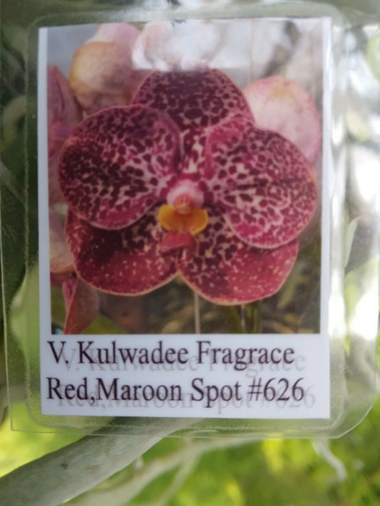 Vanda Kulwadee Fragrance Red Maroon Spot # 626