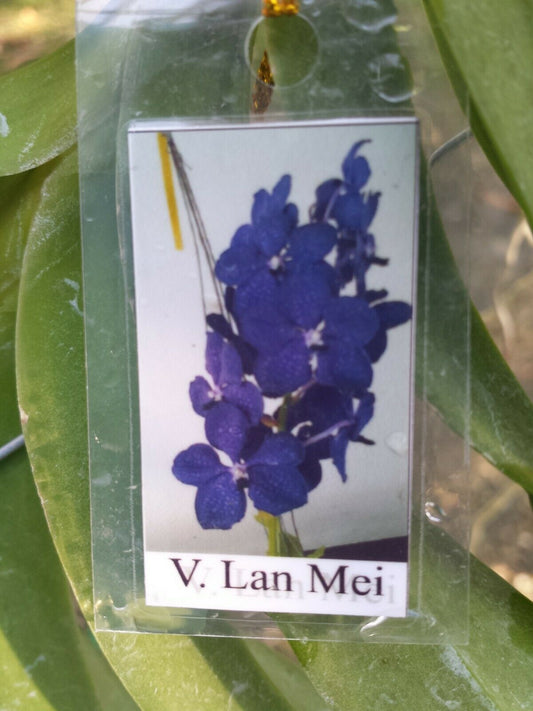 Vanda Lan Mei