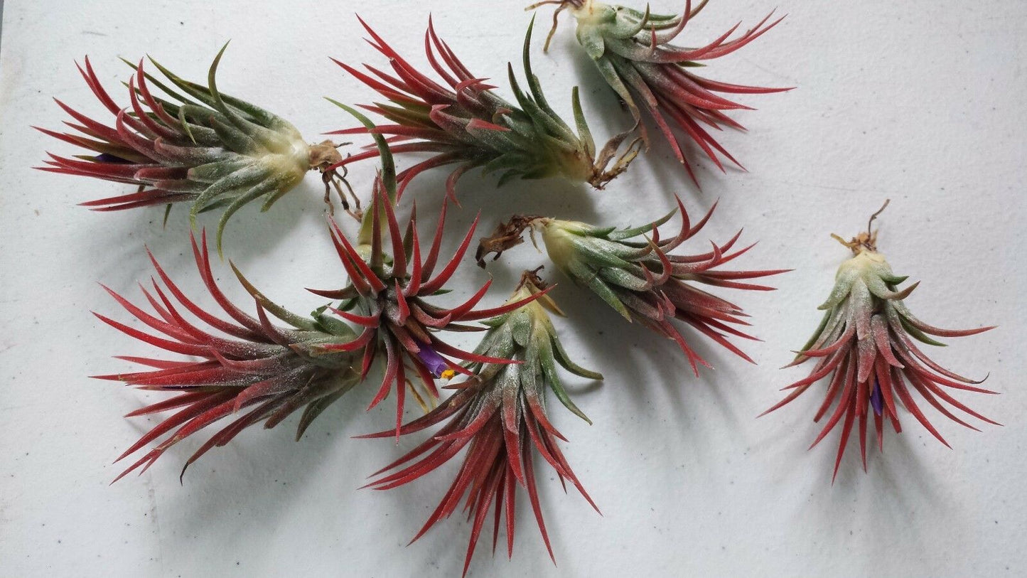 Brom Tillandsia ionantha Mexican 2 plant pk Tropical Air Plant