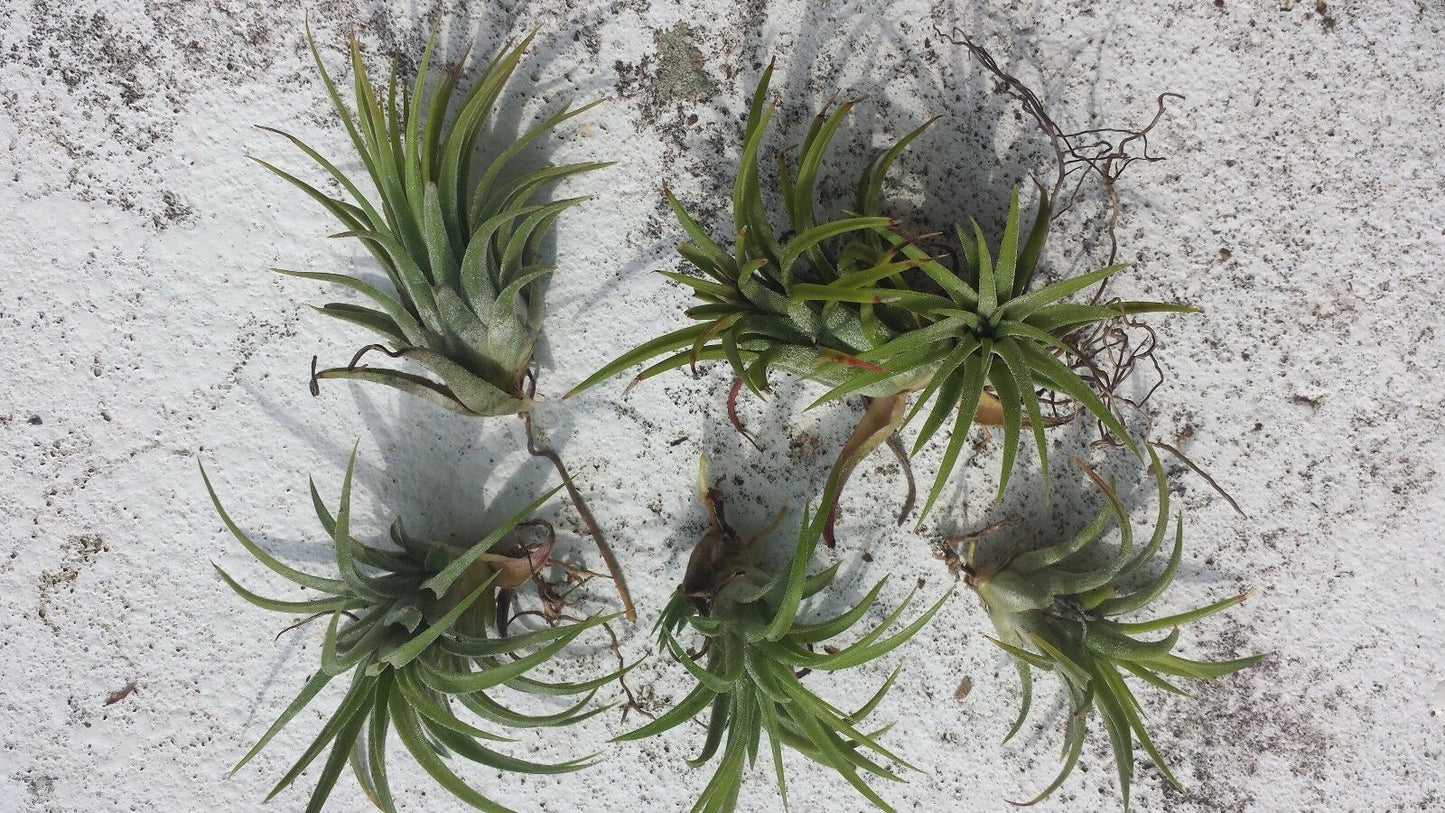 Brom Tillandsia ionantha Mexican 2 plant pk Tropical Air Plant