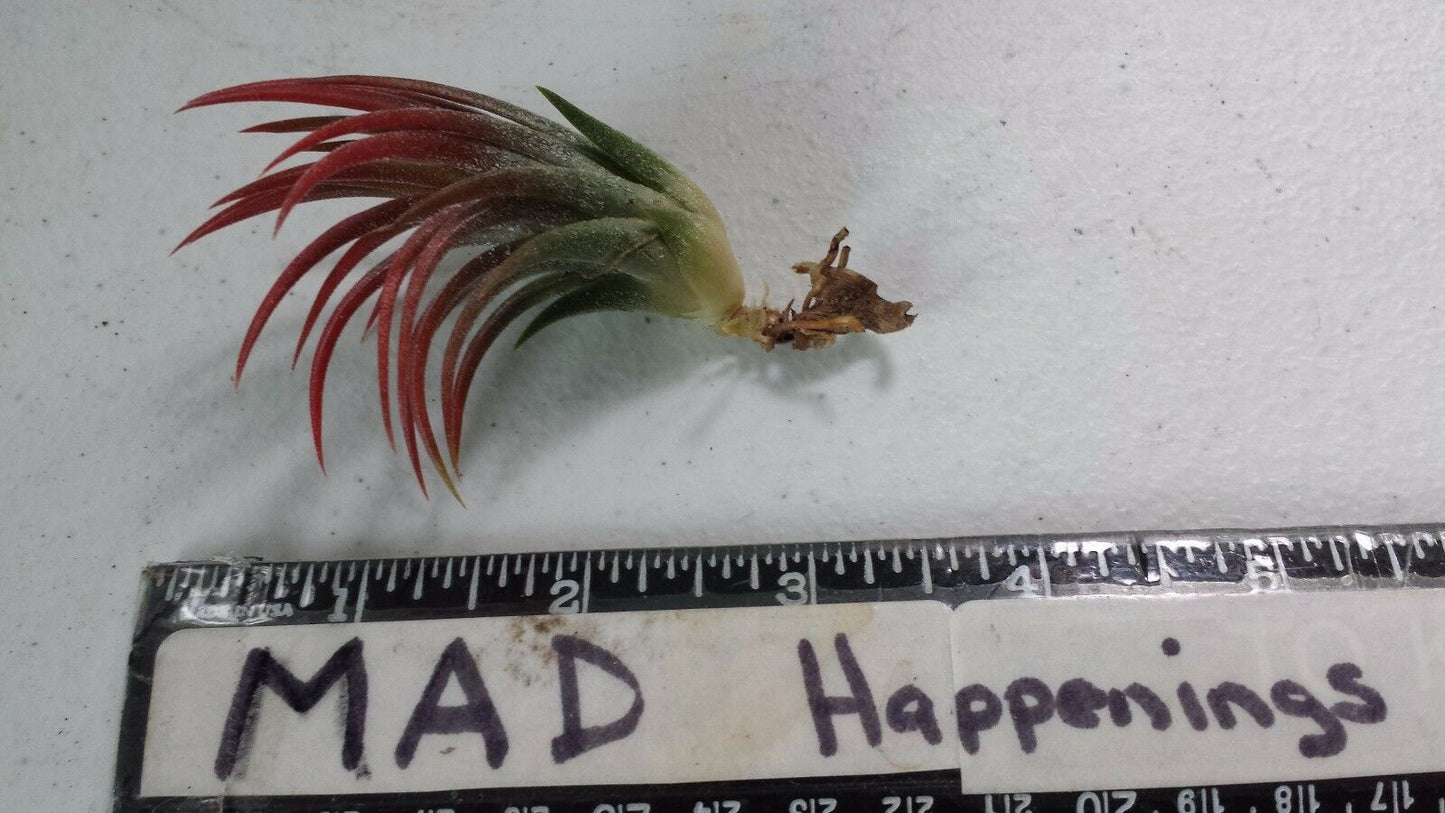 Brom Tillandsia ionantha Mexican 2 plant pk Tropical Air Plant