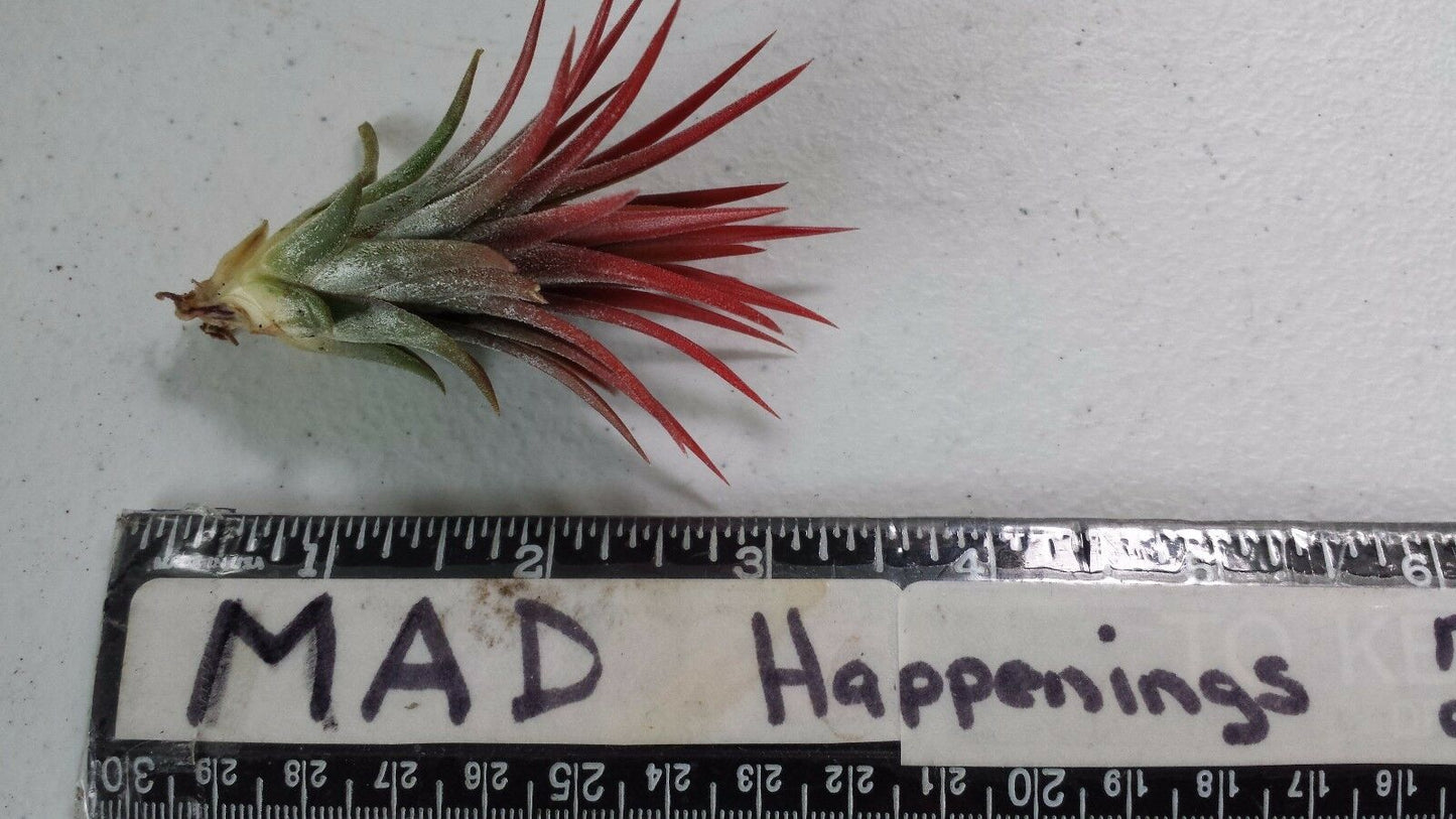 Brom Tillandsia ionantha Mexican 2 plant pk Tropical Air Plant