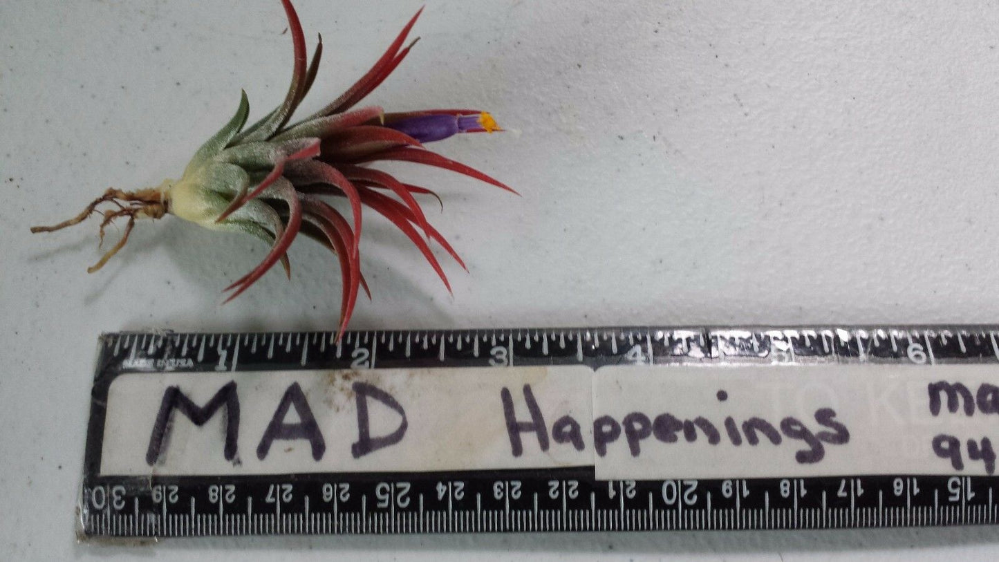 Brom Tillandsia ionantha Mexican 2 plant pk Tropical Air Plant